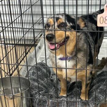 Nova -  Corgi and Australian Cattle Dog Blue Heeler Dog for Adoption in Baton Rouge, Louisiana - Nova | PetCurious