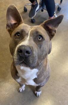 Pit Bull Terrier Dogs Available for Adoption in Stratham, New Hampshire - Athena | PetCurious