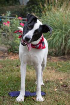 Eddie -  Mixed Breed Dog for Adoption in Atlanta, Georgia - Eddie | PetCurious