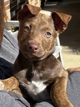 Rescue Australian Shepherd and Shepherd Dogs for Adoption - Aja | PetCurious