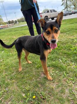 Labrador Retriever and Chihuahua Dogs Available for Adoption in Rustburg, Virginia - Gus - At Shelter | PetCurious