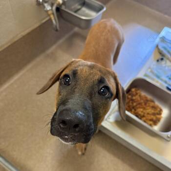 August -  Mountain Cur Dog for Adoption in Hinesville, Georgia - August | PetCurious