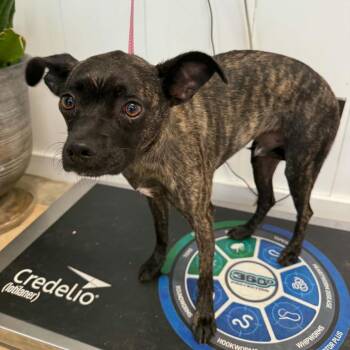 Bakalava - Bocki -  Chihuahua and English Bulldog Dog for Adoption in Opelika, Alabama - Bakalava - Bocki | PetCurious