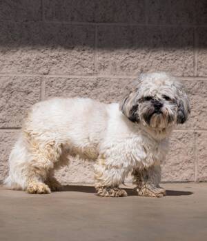 Rescue Lhasa Apso Dogs for Adoption in Greenville, South Carolina - Pako | PetCurious