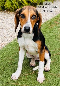 Deer -  Foxhound Dog for Adoption - Deer | PetCurious