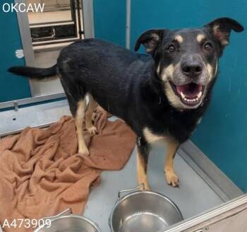 German Shepherd Dog and Mixed Breed Dogs Available for Adoption in Oklahoma City, Oklahoma - ROSCOE | PetCurious