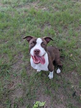 Zee -  Pit Bull Terrier and Mixed Breed Dog for Adoption in New Orleans, Louisiana - Zee | PetCurious