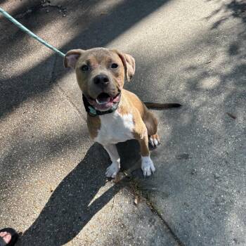 Maisie -  Boxer and Terrier Dog for Adoption in New Orleans, Louisiana - Maisie | PetCurious