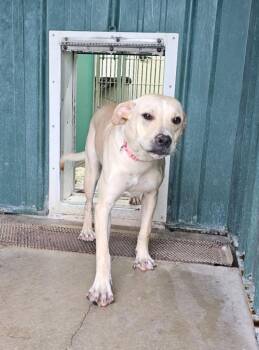 Lightning -  Labrador Retriever and Pit Bull Terrier Dog for Adoption in Wabash, Indiana - Lightning | PetCurious