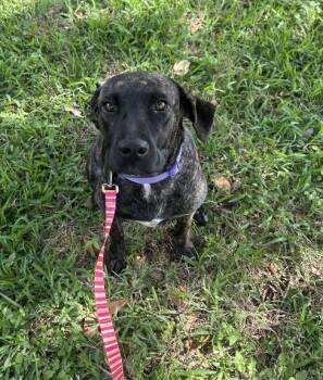 Pancake - Born for Perfection -  Plott Hound and Labrador Retriever Dog for Adoption in Houston, Texas - Pancake - Born For Perfection | PetCurious