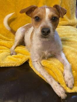Rescue Jack Russell Terrier Dogs for Adoption in Clatskanie, Oregon - KJ | PetCurious