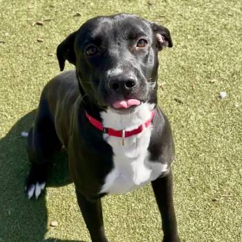 Black Labrador Retriever Dogs Available for Adoption - Alpine | PetCurious