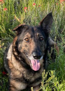 German Shepherd Dog Dogs Available for Adoption in Sadler, Texas - Mabeline | PetCurious