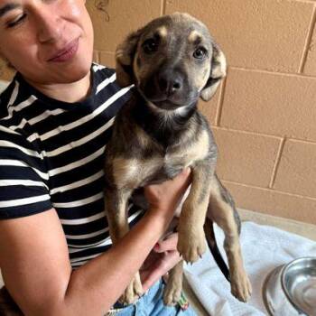 Beyonce -  Mixed Breed Dog for Adoption in Oakland, California - Beyonce | PetCurious
