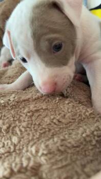 Clue -  Mixed Breed Dog for Adoption - Clue | PetCurious
