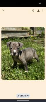 Catahoula Leopard Dog and Pit Bull Terrier Dogs Available for Adoption in Pemberton Township, New Jersey - PUDDLES  | PetCurious