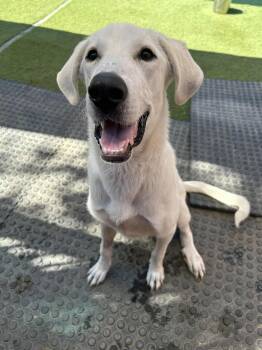 Rescue Great Pyrenees Dogs for Adoption in Williston, Vermont - Belle | PetCurious