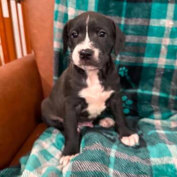 CT Mowie -  Australian Shepherd and Mountain Cur Dog for Adoption in Stormville, New York - CT Mowie | PetCurious