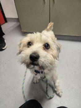 Mixed Breed Dogs Available for Adoption in West Chester, Pennsylvania - Cole | PetCurious