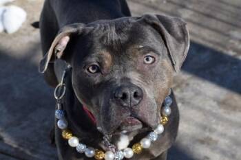 Mixed Breed Dogs Available for Adoption - Lavendar | PetCurious