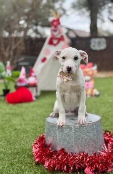 Terrier Dogs Available for Adoption - Evans | PetCurious