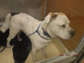 CASEY -  American Bulldog Dog for Adoption in Doral, Florida - CASEY | PetCurious
