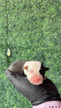 61181832 -  Mixed Breed Dog for Adoption in El Paso, Texas - 61181832 | PetCurious