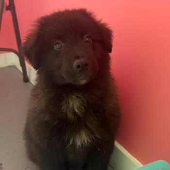 Boots -  Mixed Breed Dog for Adoption in Wappingers Falls, New York - Boots | PetCurious