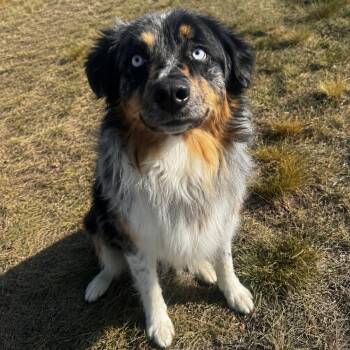Raptor -  Australian Shepherd Dog for Adoption in Cheyenne, Wyoming - Raptor | PetCurious