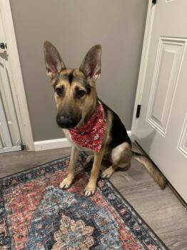 Rescue German Shepherd Dog Dogs for Adoption in Lincoln, Nebraska - Precious | PetCurious