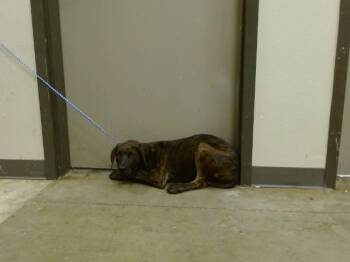 Pit Bull Terrier and Mixed Breed Dogs Available for Adoption in Ontario, California - A007824 | PetCurious