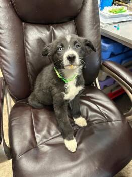 German Shepherd Dog and Great Pyrenees Dogs Available for Adoption - Fez | PetCurious