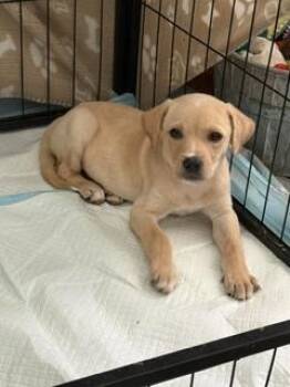 Stella -  Labrador Retriever Dog for Adoption - Stella | PetCurious