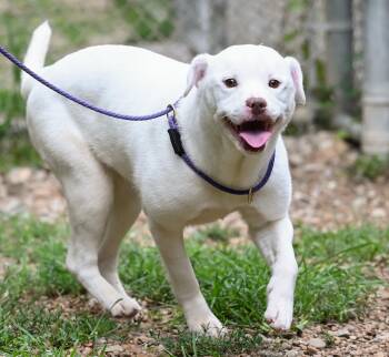 Pixie -  Terrier Dog for Adoption in Chattanooga, Tennessee - Pixie | PetCurious