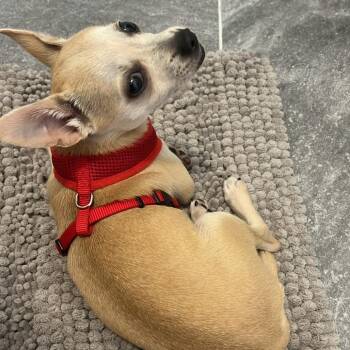 Slim Jim -  Chihuahua Dog for Adoption - Slim Jim | PetCurious