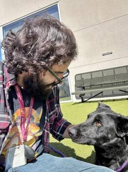 Mixed Breed Dogs Available for Adoption - Jade | PetCurious