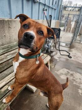 Rescue Pit Bull Terrier Dogs for Adoption in Peru, Illinois - Reese | PetCurious