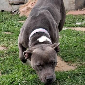 Pit Bull Terrier Dogs Available for Adoption - Lady | PetCurious