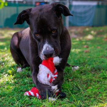 Dunkin -  Mixed Breed Dog for Adoption in Lake Panasoffkee, Florida - Dunkin | PetCurious