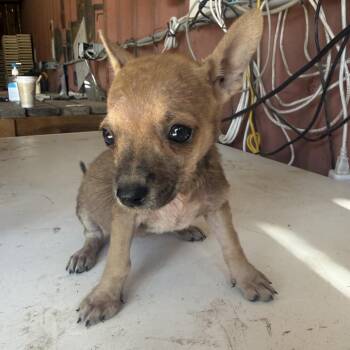 Radish -  Chihuahua Dog for Adoption in Allen, Texas - Radish | PetCurious