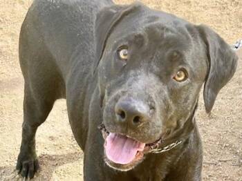 Peridot -  Mixed Breed Dog for Adoption in Georgetown, Texas - Peridot | PetCurious