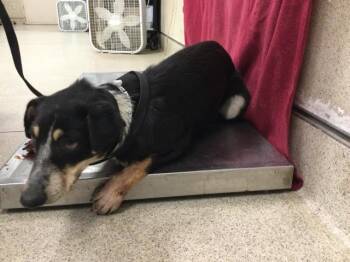 Australian Cattle Dog Blue Heeler and Mixed Breed Dogs Available for Adoption - JADE | PetCurious