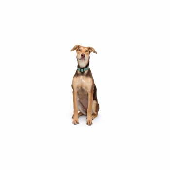 Mixed Breed Dogs Available for Adoption in Los Angeles, California - Mitski | PetCurious