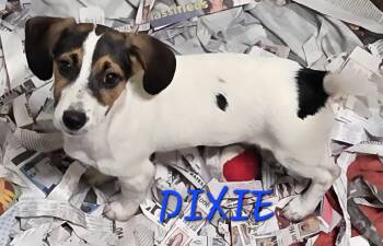 Dixie -  Jack Russell Terrier and Beagle Dog for Adoption in Momence, Illinois - Dixie | PetCurious