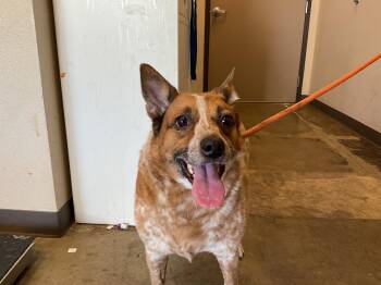 Australian Cattle Dog Blue Heeler Dogs Available for Adoption in Ontario, California - MISSY | PetCurious