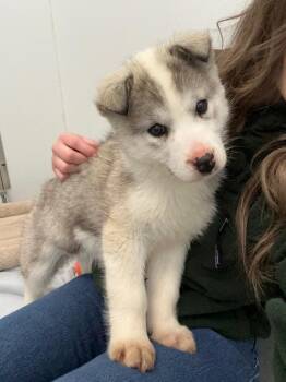 Husky Dogs Available for Adoption in Yellowknife, Northwest Territories - Puffin | PetCurious