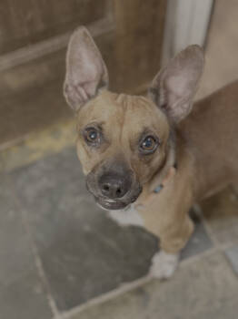 Rescue Chihuahua and Dachshund Dogs for Adoption in Seattle, Washington - Connor | PetCurious