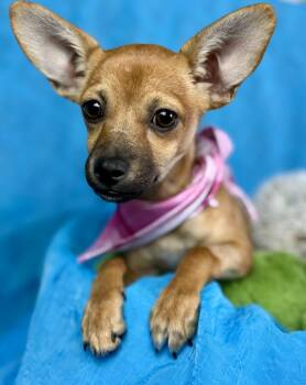 Rescue Chihuahua Dogs for Adoption in Hondo, Texas - Penelope - Tiny Chihuahua Girl | PetCurious