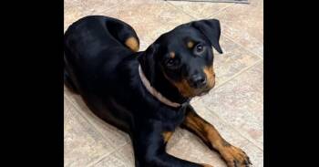 Maggy -  Rottweiler Dog for Adoption in Gilbert, Arizona - Maggy | PetCurious