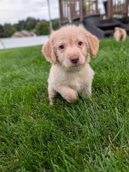 Honey -  Labradoodle Dog for Adoption - Honey | PetCurious
